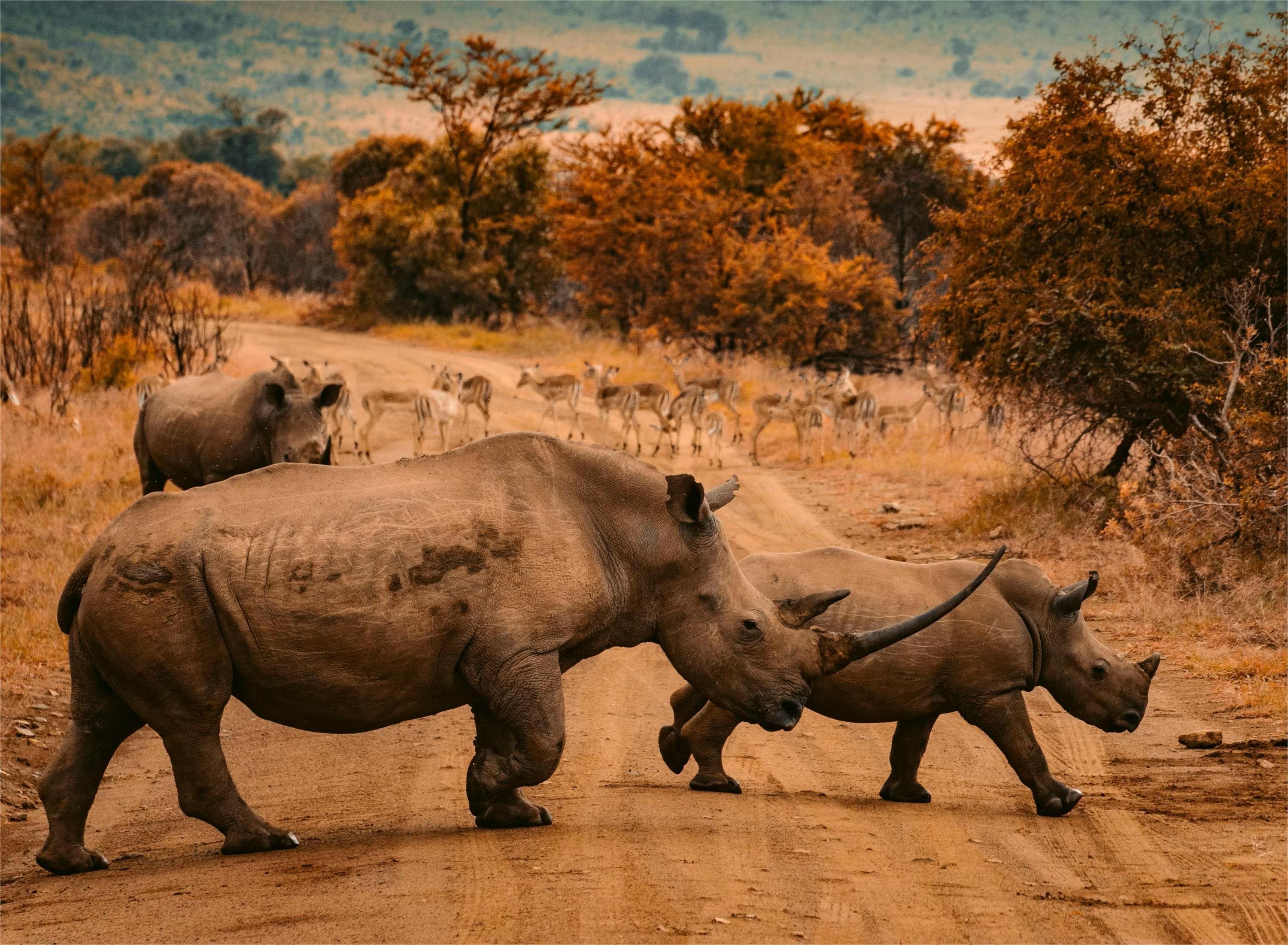 Tanzania Safari