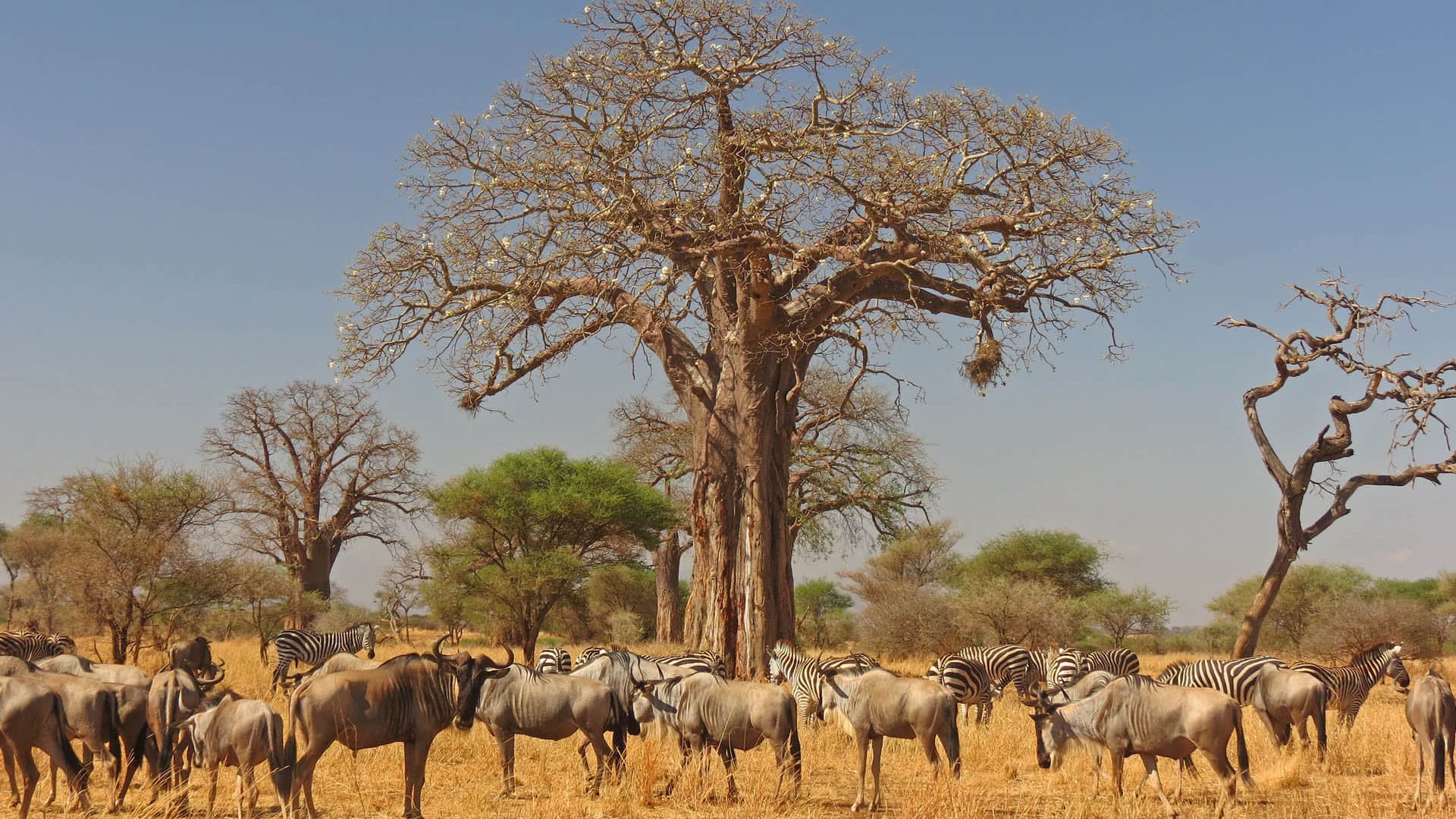 Tanzania Safari