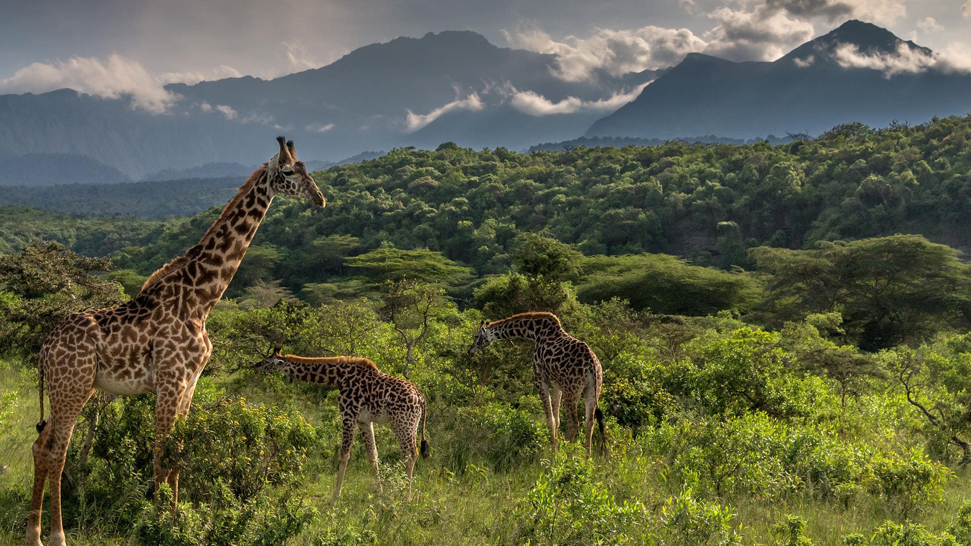 Tanzania Safari