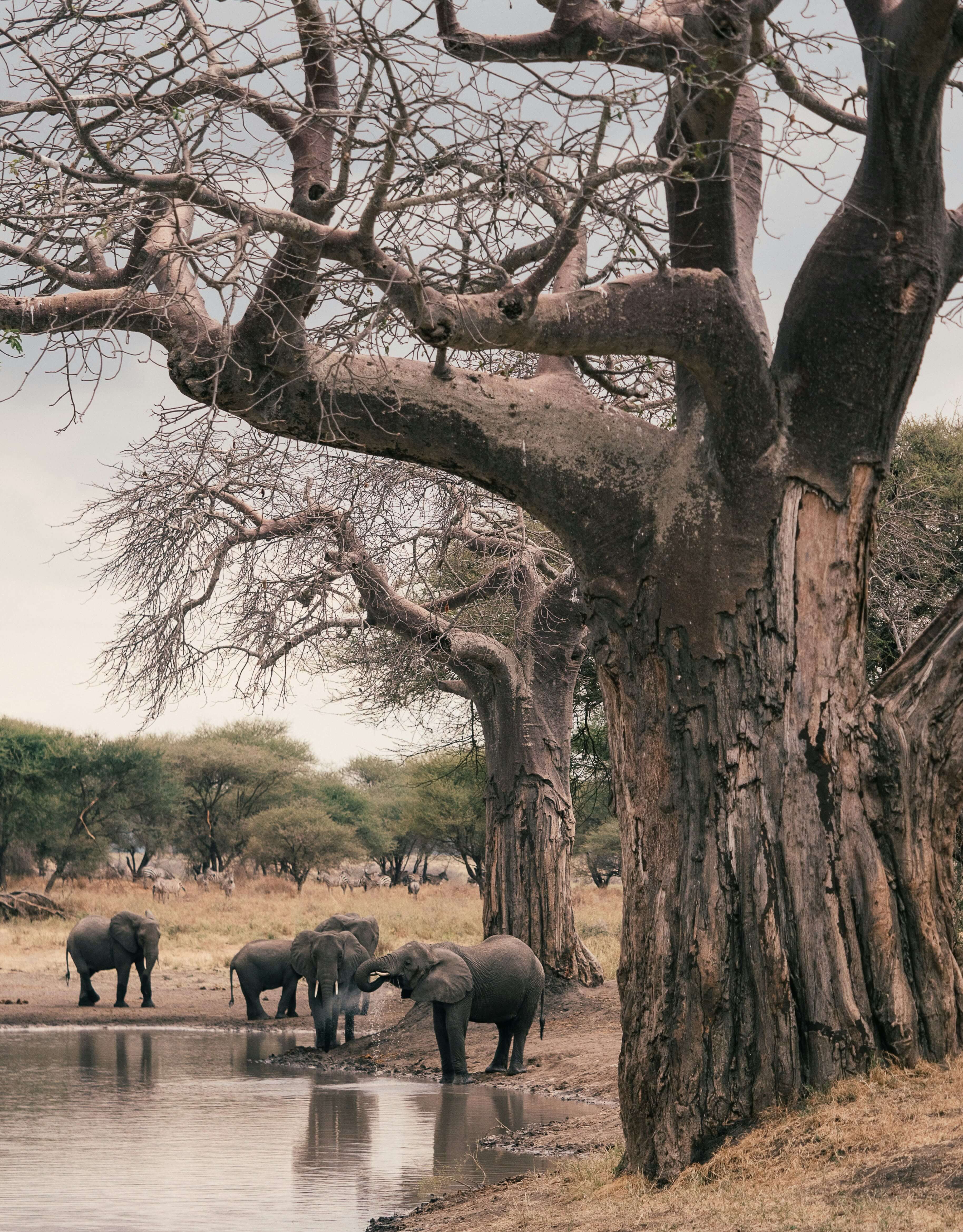 Tarangire National Park climate
