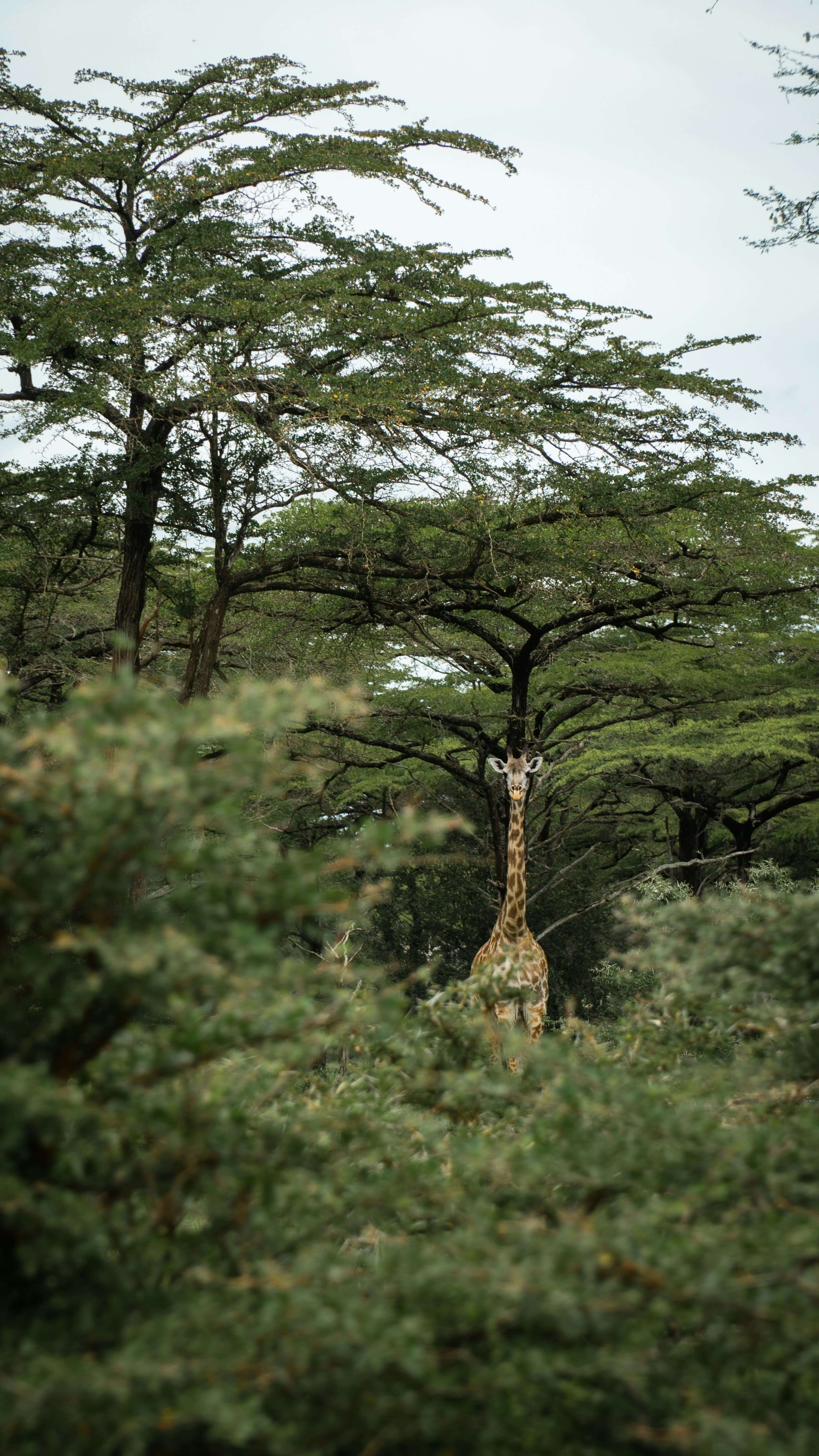 3-Day Express Wild Safari