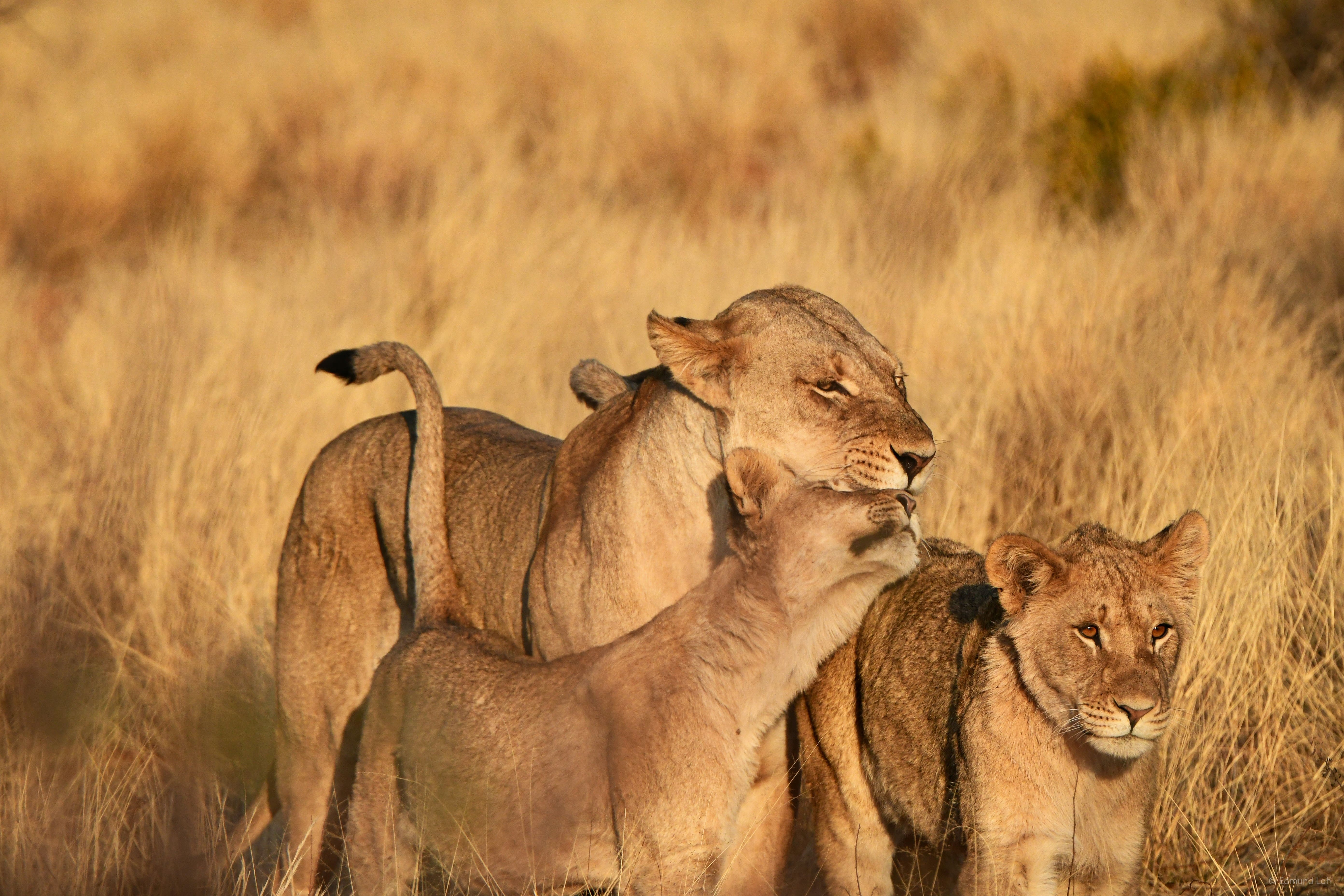 3-Day Express Wild Safari
