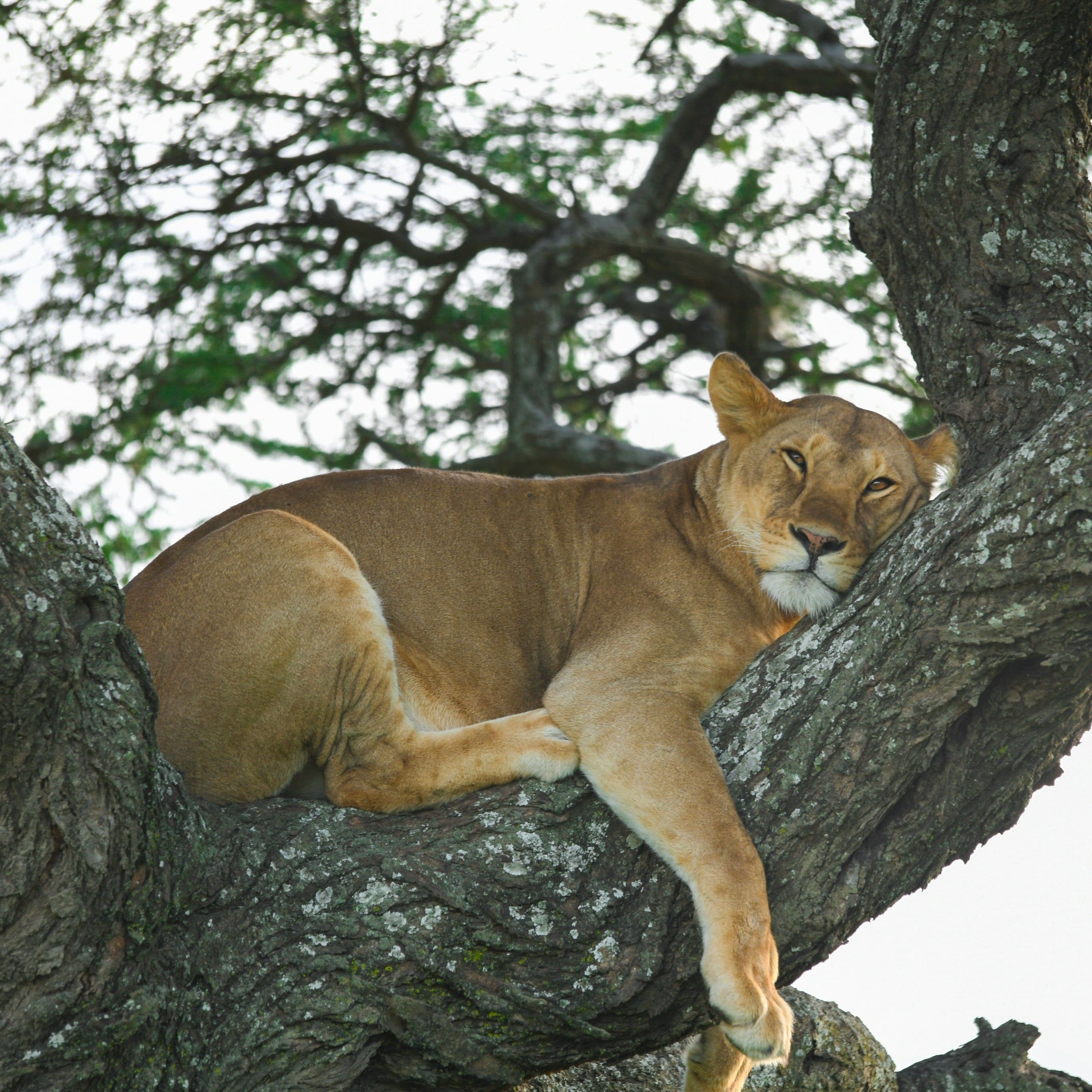 3-Day Express Wild Safari