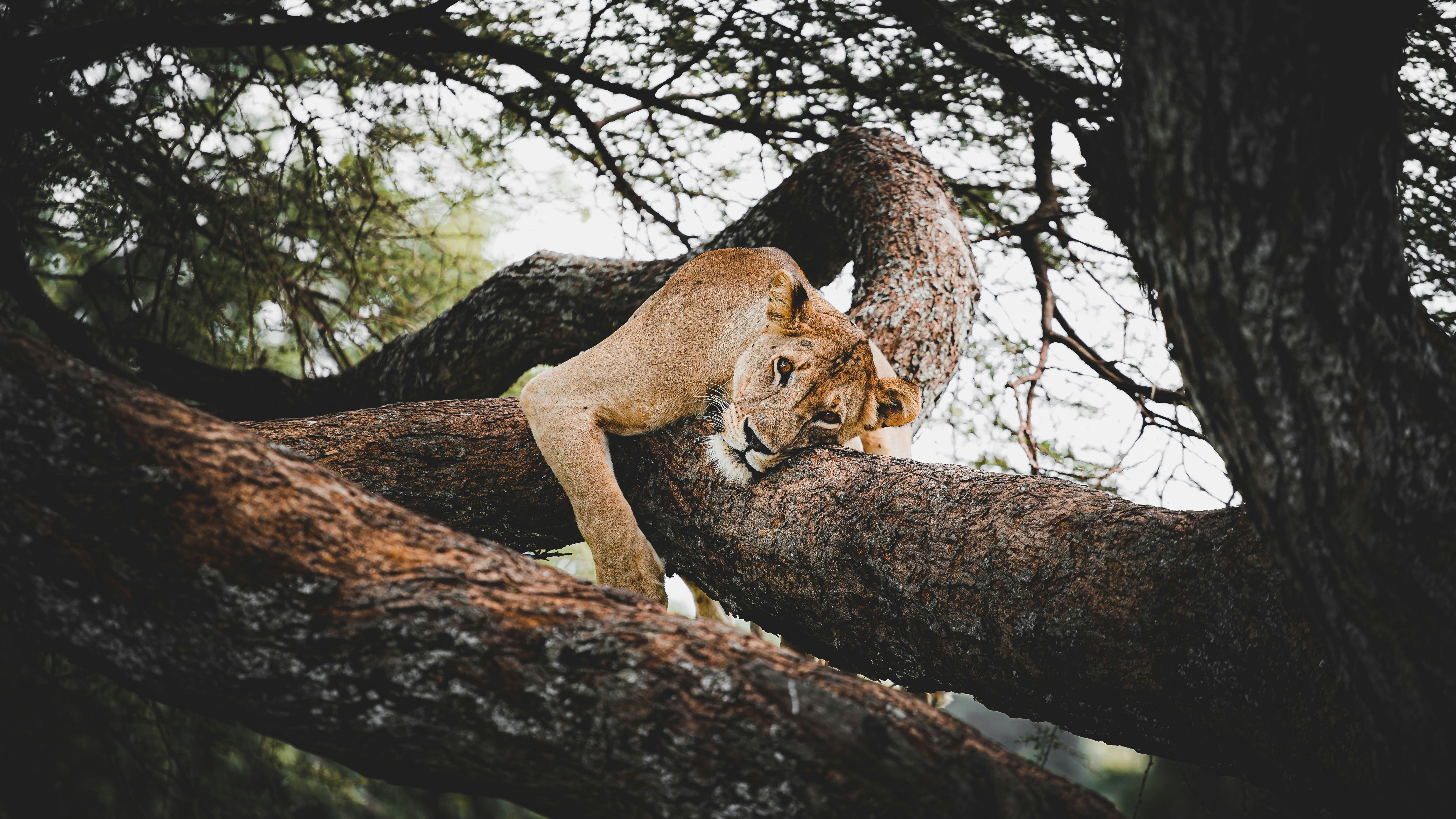 11-Day Luxury Tanzania Voyage