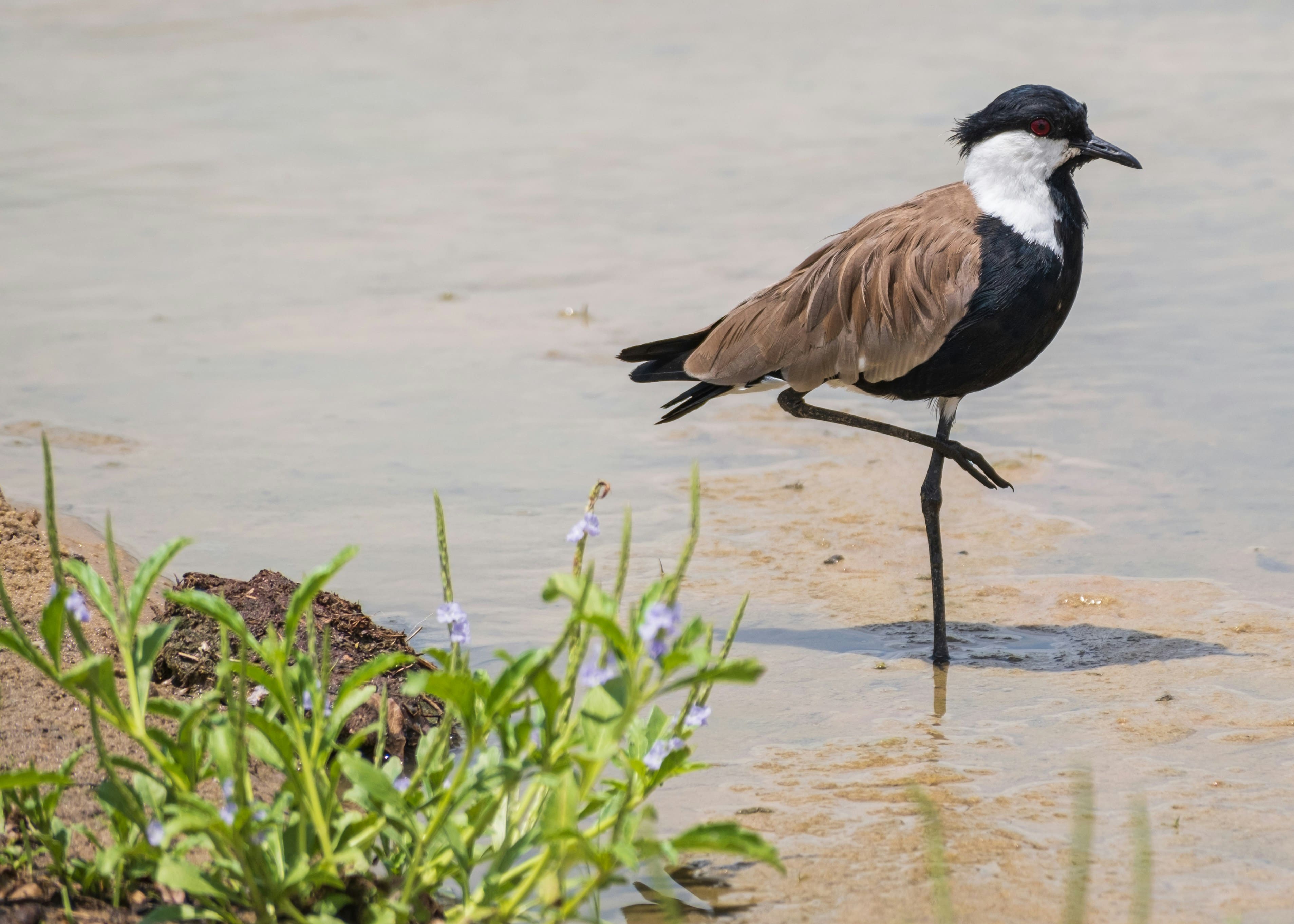 Serengeti Migration Safari