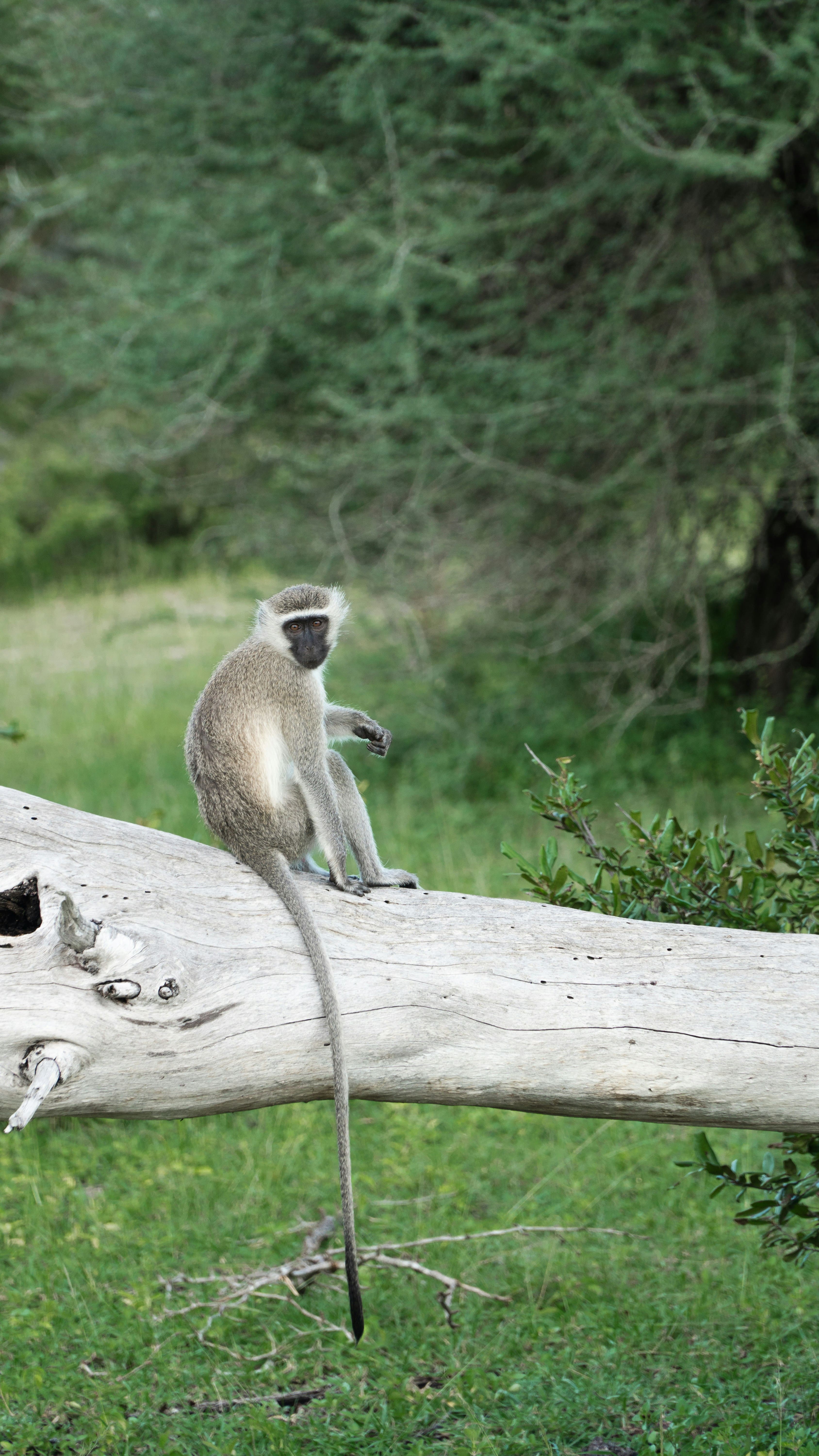 3-Day Express Wild Safari