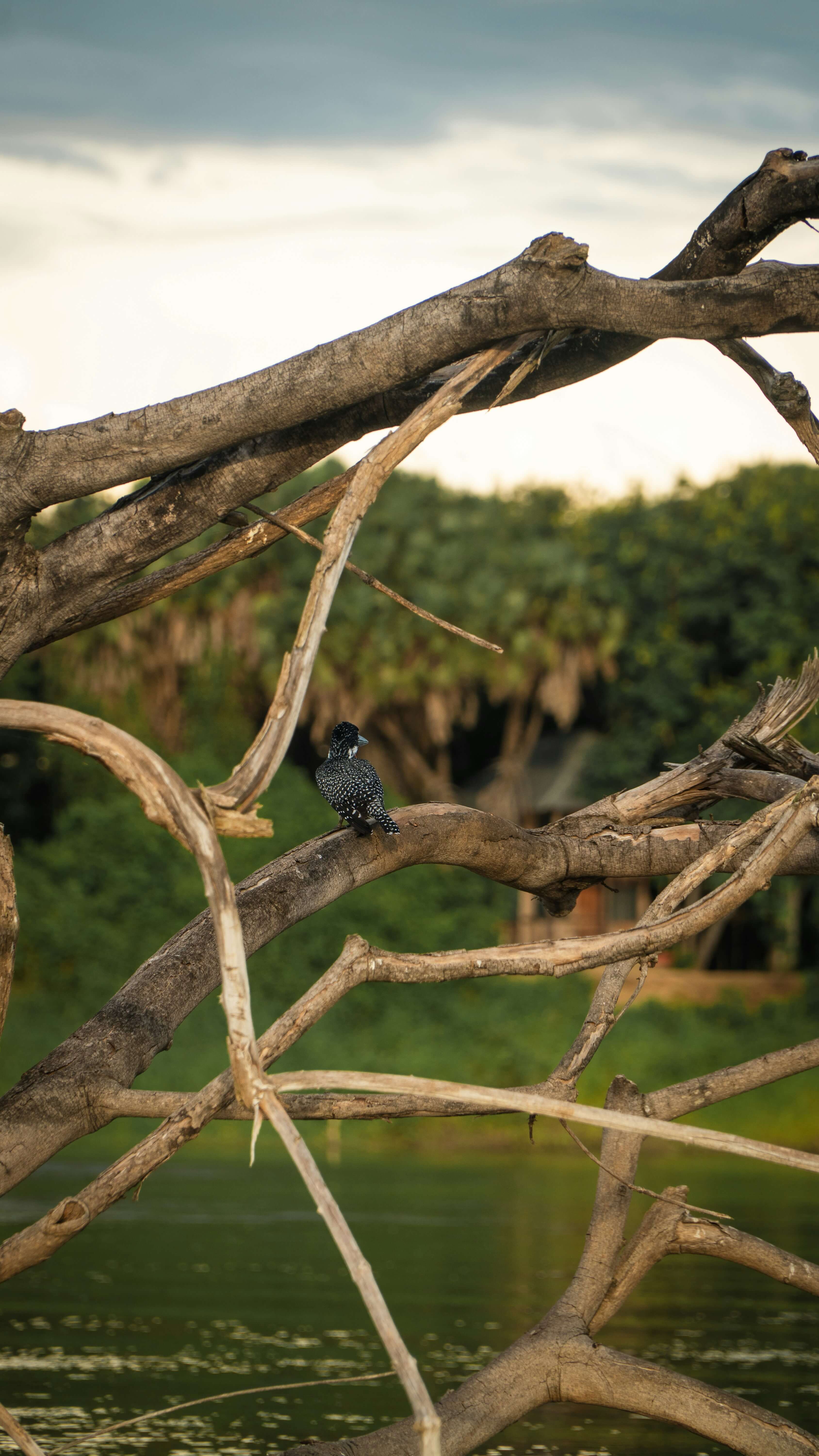3-Day Express Wild Safari