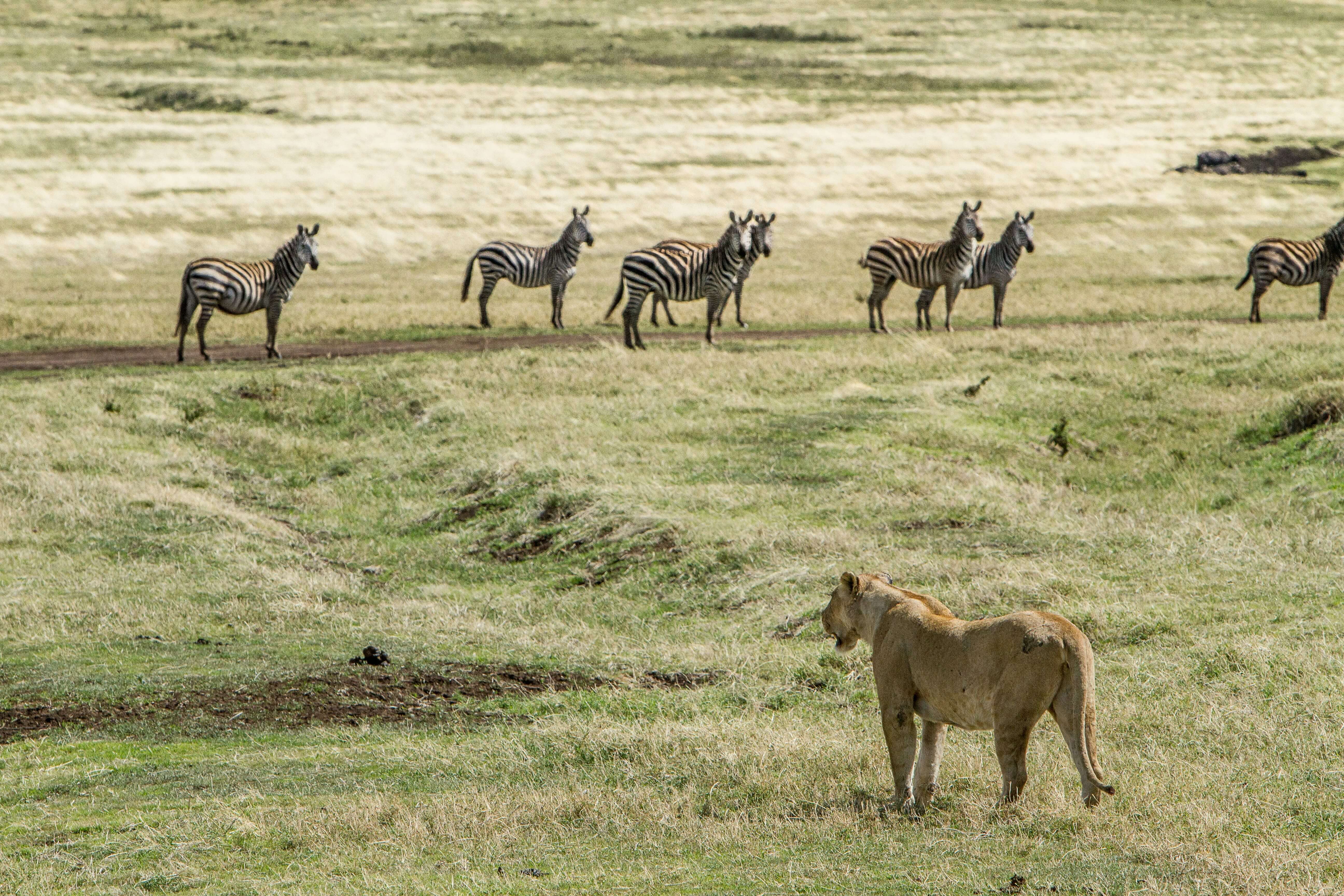 6-Day Family Adventure Safari
