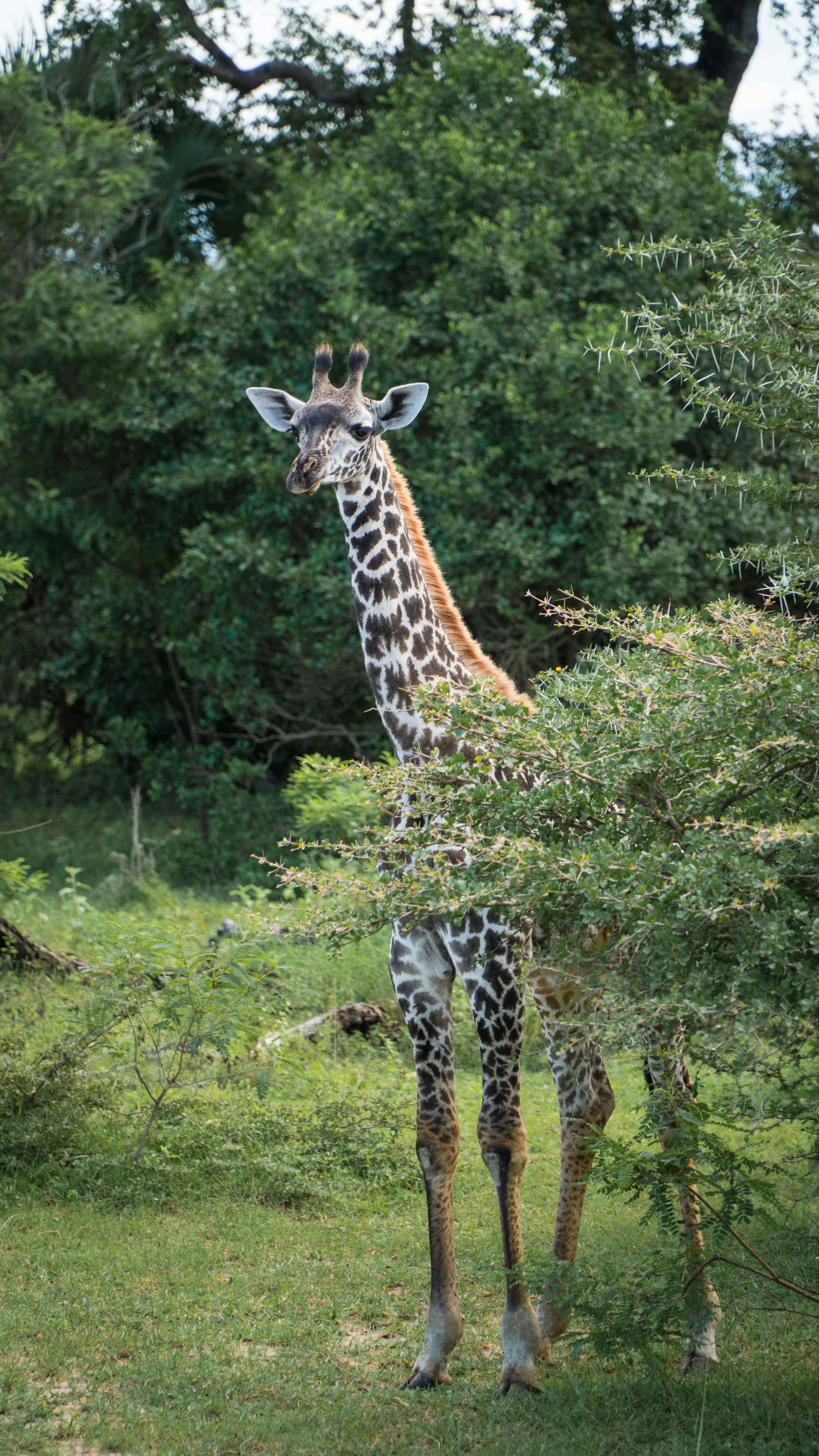 3-Day Express Wild Safari